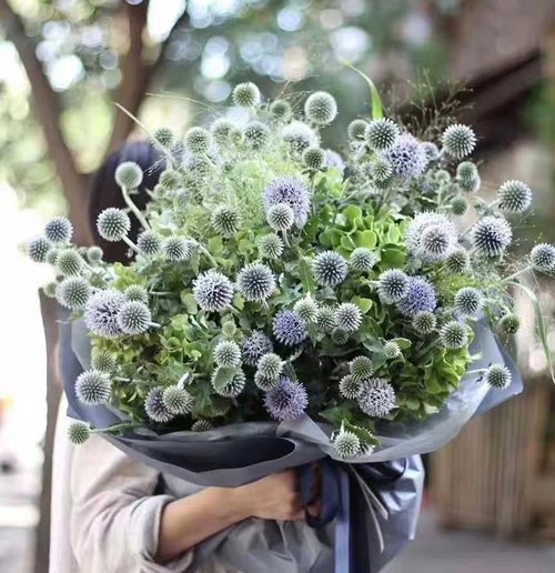 Echinops Ritro Blue Globe Thistle Seeds - 25+ Premium Southern Globethistle Flowers for Garden Planting