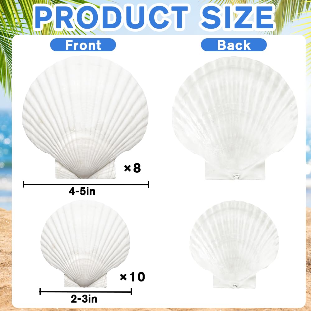 YUJUN 18PCS Large Natural Scallop Shells,2''-3'' 4''-5'' White Seashells Bulk for Crafts DIY Painting Baking and Ocean Summer Beach Wedding Home Decorations(2 Sizes Range)