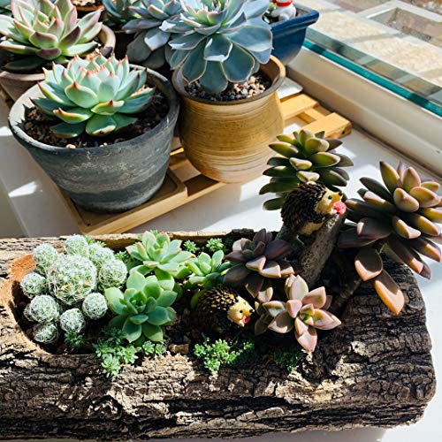 MUAMAX Hedgehog Figurines Set for Miniature Gardens - 3" & 0.5"