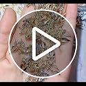 Vctitil 40PCS Gold and Silver Alloy Bow Nail Art Charms