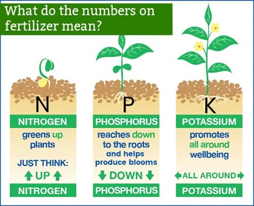 GARDENERA Premium 20-20-20 All-Purpose Water-Soluble Fertilizer - Boosts Growth & Leaf Color - 1 Quart