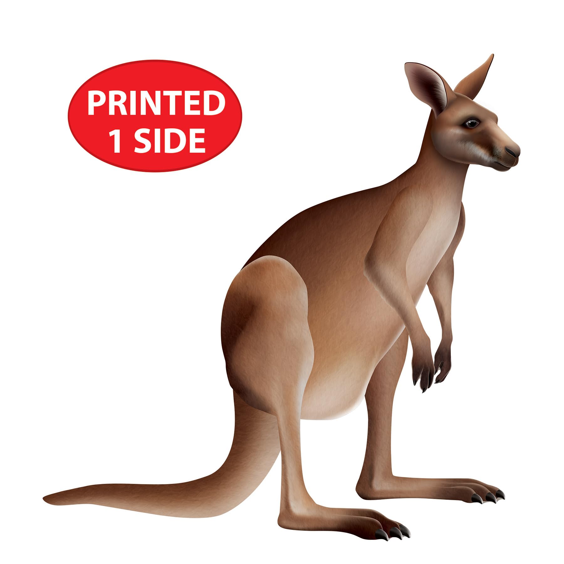 Beistle Jointed Kangaroo Decoration, Australian Outback Party Supplies, Classroom Wall Décor, Vacation Bible School Props, Birthday Party Accent, 31.5" x 30.75"