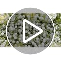 60 Pcs Long Stem Artificial Baby's Breath Flowers for Decor