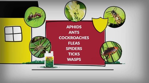 Compare-N-Save Concentrate Insect Control - Effective Indoor & Outdoor Solution | 16-Ounce