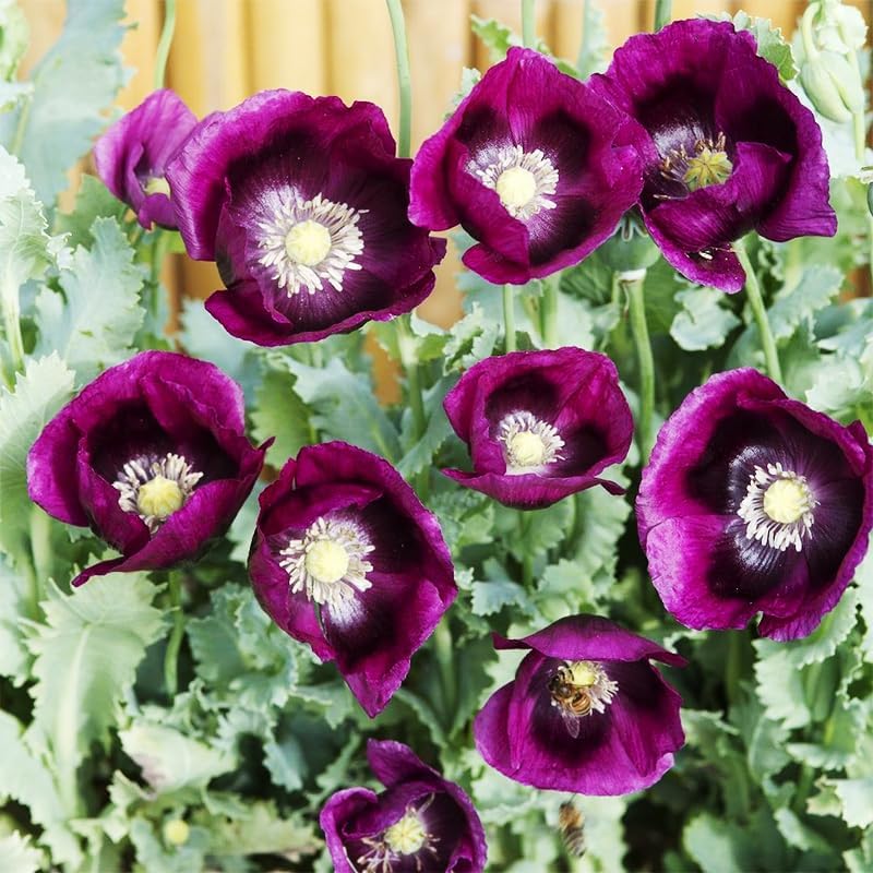 Purple Poppy Flower Seeds by 4200+ | Heirloom Non-GMO Seeds for a Colorful Garden