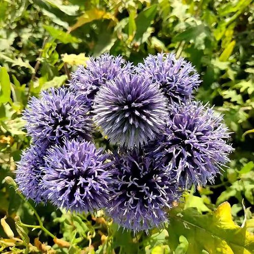 Echinops Ritro Blue Globe Thistle Seeds - 25+ Premium Southern Globethistle Flowers for Garden Planting