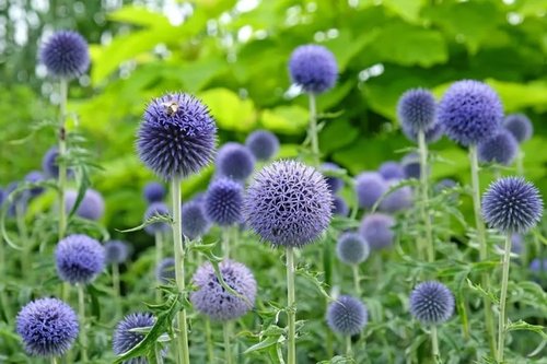 Echinops Ritro Blue Globe Thistle Seeds - 25+ Premium Southern Globethistle Flowers for Garden Planting