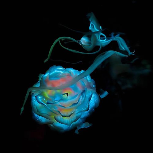 Cooary 4 Pcs Low Temperature Candles Glow in The Dark White Peony Flower Shaped White Heart Rose Scented Luminous Low Heat Body Safe Drip Wax Play for Couples