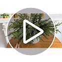 12Pcs 24 Inch Real Touch Norfolk Pine Branches Artificial Greenery for Christmas Decor