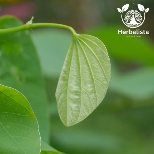 Herbalista - Pata De Vaca Herbal Tea | 2oz (58g) Makes 20+ Cups | Cow’s Foot Leaves 100% Natural, Fresh, Non-GMO, Gluten-Free