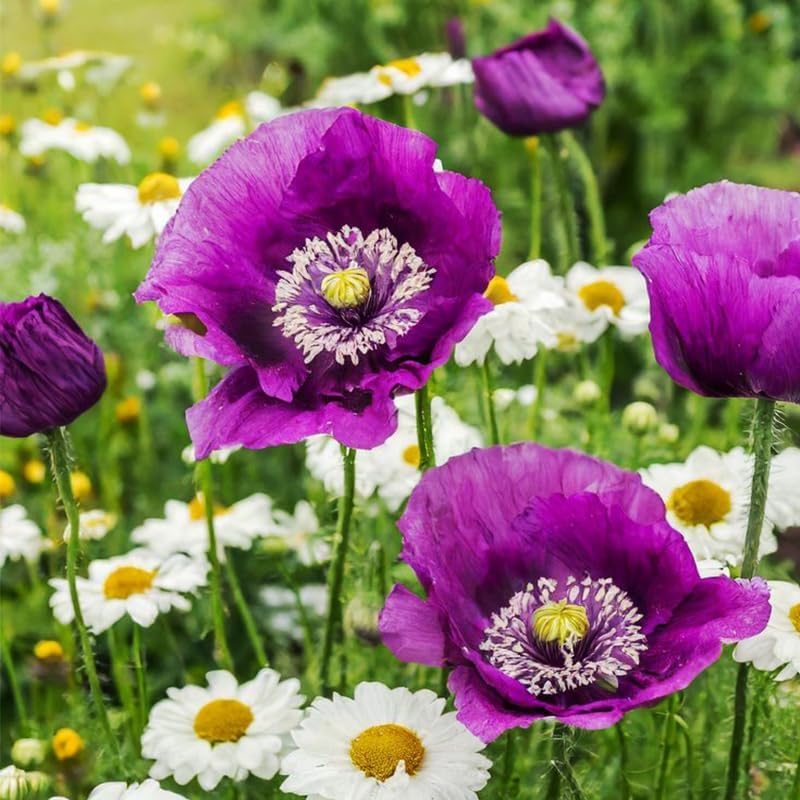 Purple Poppy Flower Seeds by 4200+ | Heirloom Non-GMO Seeds for a Colorful Garden