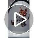 Funny Cow Toilet Seat Decal - Waterproof Vinyl Cartoon Animal Lid Sticker