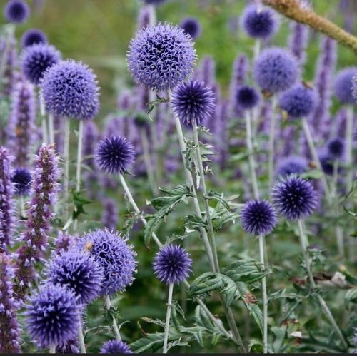 Echinops Ritro Blue Globe Thistle Seeds - 25+ Premium Southern Globethistle Flowers for Garden Planting