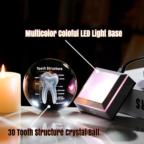 3D Human Tooth Crystal Ball - Anatomical Model Keepsake for Dentists | 3.15 in. with LED Light Base