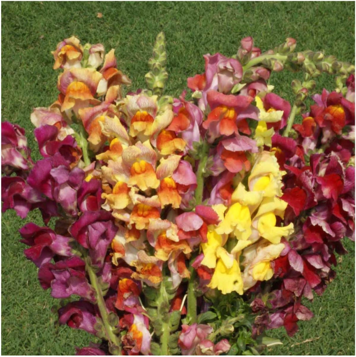 Seed Needs Mixed Tetra Snapdragon Seeds - 1,000 Heirloom Seeds for Vibrant Annual Flowers | Attract Pollinators