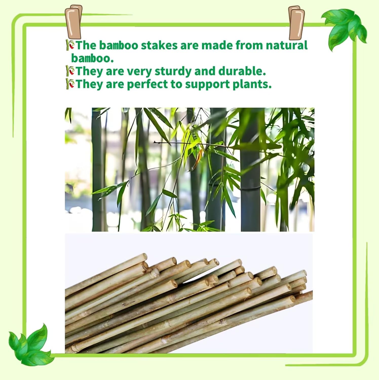 Bamboo Stakes - Eco-Friendly Plant Support Poles | 50-Pack, 4.8FT Height for Tomatoes, Beans & Flowers