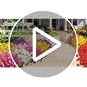 Ouddy Decor 24-Piece Artificial Petunias Set, Multicolor UV Resistant Silk Flowers