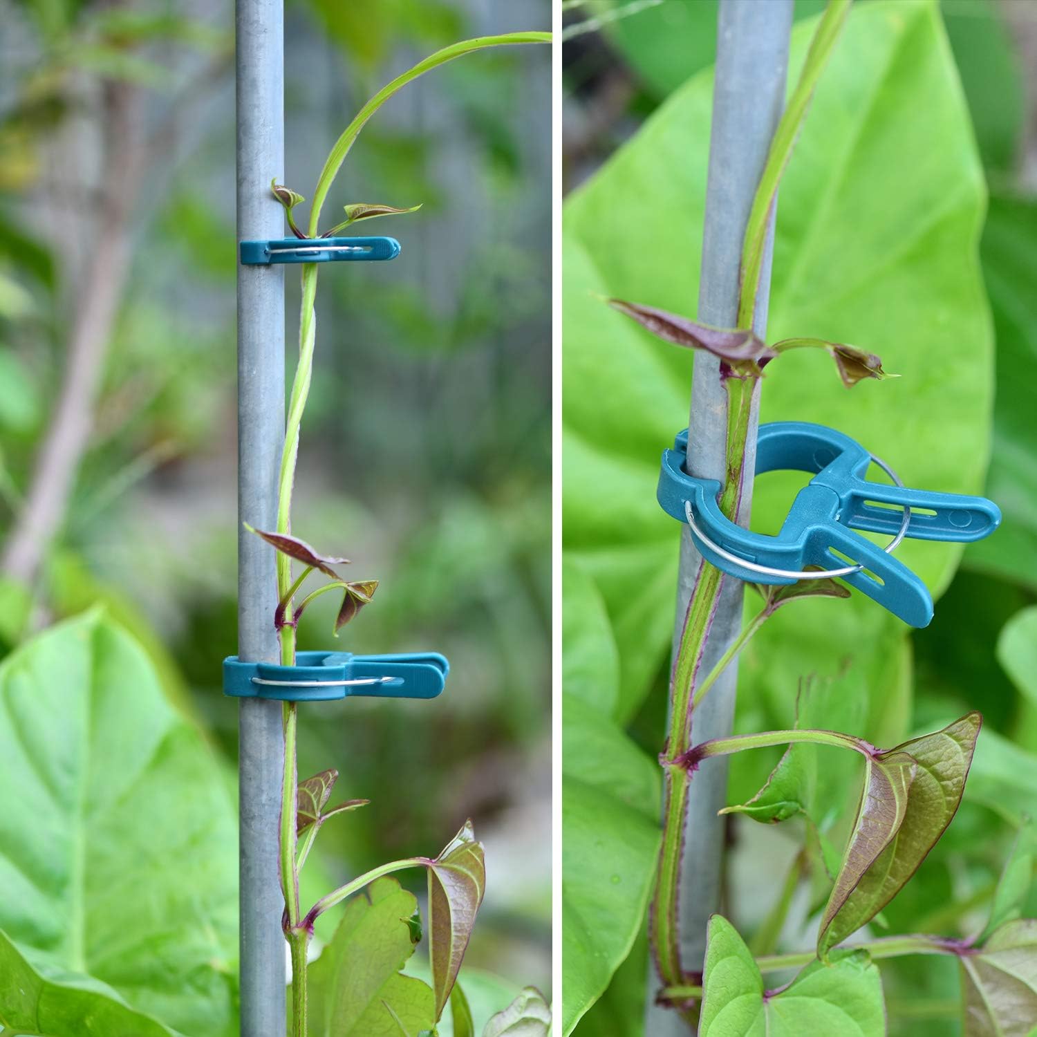 PERSZEN Plant Clips - 60PCS Reusable Garden Supports for Flowers, Vines & Vegetables | 2 Sizes