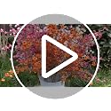 3 Pcs White Artificial Cherry Blossom Branches for Home Decor