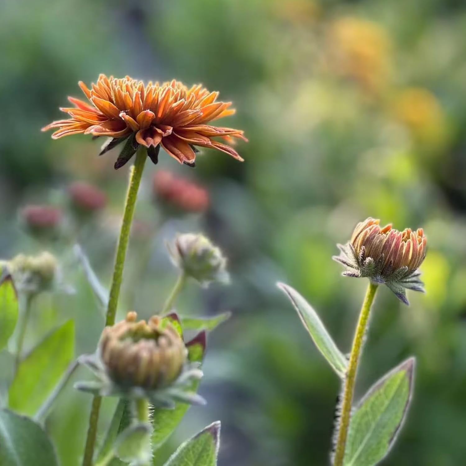Black Eyed Susan Seeds by Heirloom - 500 Non-GMO Rustic Orange & Yellow Rudbeckia for Autumn Gardens