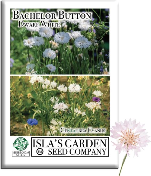 Isla’s Garden Seeds Dwarf White Bachelor Button Seeds - 200+ Non-GMO Heirloom Seeds for Easy Cottage Gardens