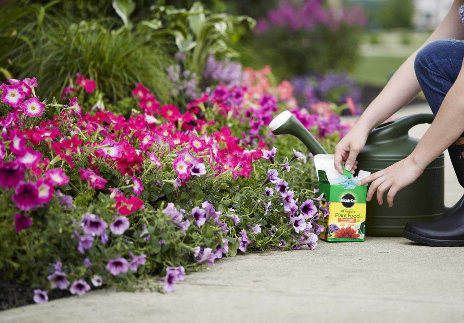 Miracle-Gro Water Soluble All-Purpose Plant Food - Fertilizer for Indoor & Outdoor Plants | 1.5 lbs (6-Pack)
