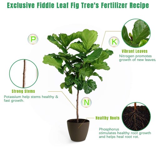 FOLLOWIN Fiddle Leaf Fig Fertilizer - Concentrated Liquid Plant Food for Ficus Lyrata, 21 fl oz