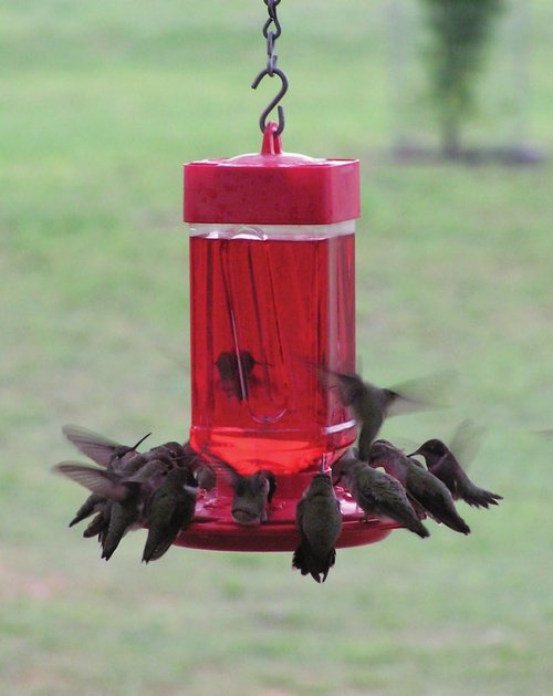 First Nature 32-Ounce Hummingbird Feeder - Easy Fill Wide-Mouth Reservoir & Two-Part Base