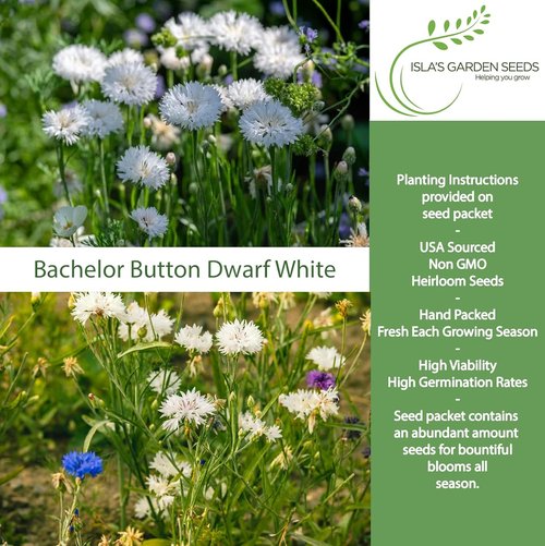 Isla’s Garden Seeds Dwarf White Bachelor Button Seeds - 200+ Non-GMO Heirloom Seeds for Easy Cottage Gardens