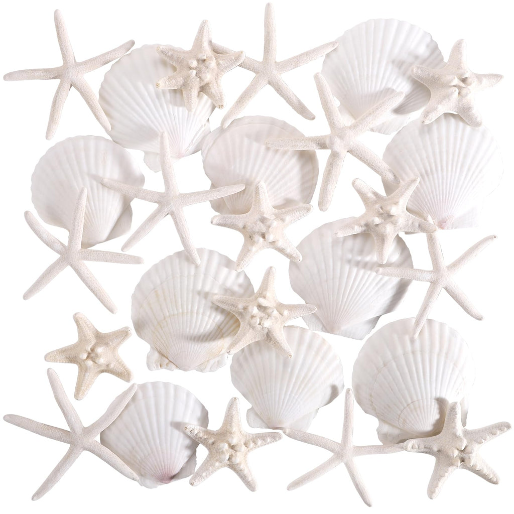 PPCLION 24 PCS Natural Starfish 2-4" and Scallop Shell for Crafts Making Beach Theme Party Wedding Decoration, Home Wall Decor, Christmas Ornaments