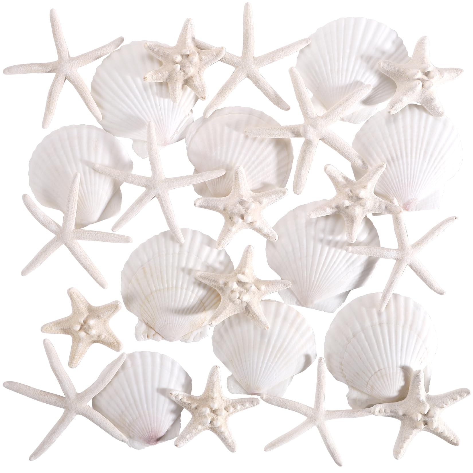 PPCLION 24 PCS Natural Starfish 2-4" and Scallop Shell for Crafts Making Beach Theme Party Wedding Decoration, Home Wall Decor, Christmas Ornaments