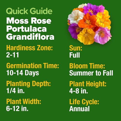 Home Grown Moss Rose Seeds - 23,500+ Heirloom Portulaca Seeds for Low-Maintenance Gardens | Annual Flower Ground Cover
