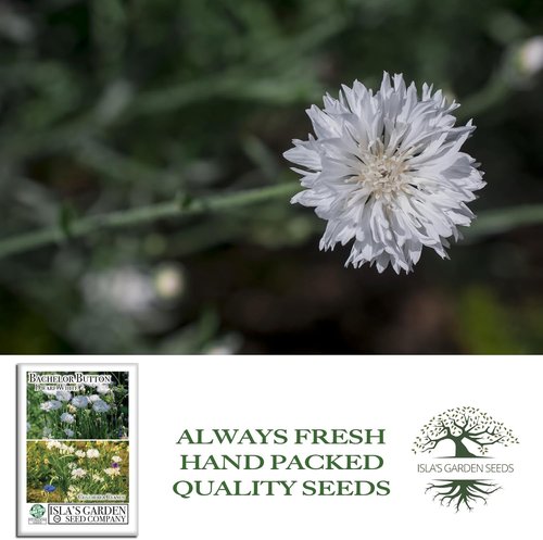 Isla’s Garden Seeds Dwarf White Bachelor Button Seeds - 200+ Non-GMO Heirloom Seeds for Easy Cottage Gardens