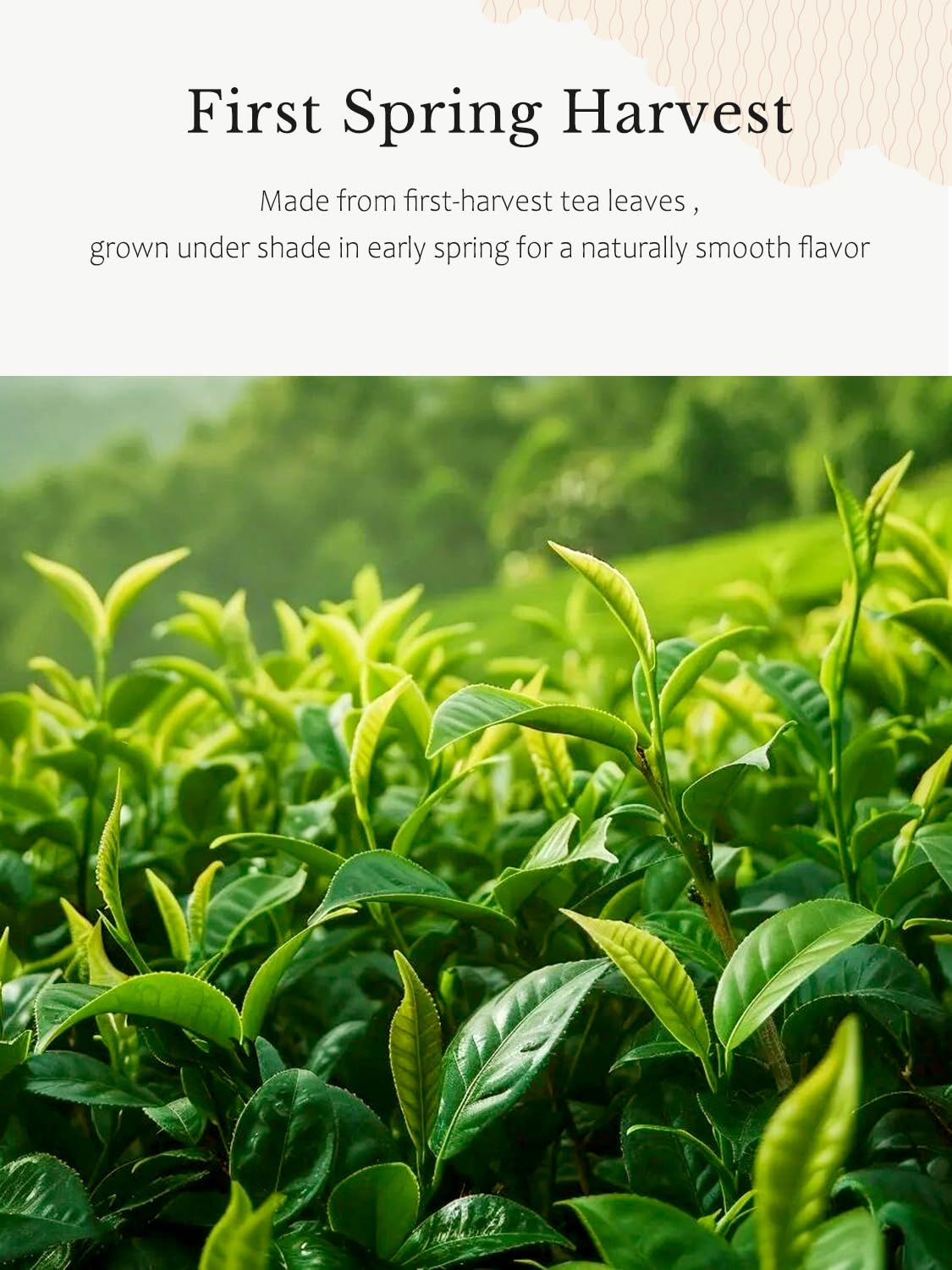 YUZUKI Matcha Powder - Japanese Ceremonial Grade Green Tea - First Harvest, Zero Sugar, 40g (1.4 oz)