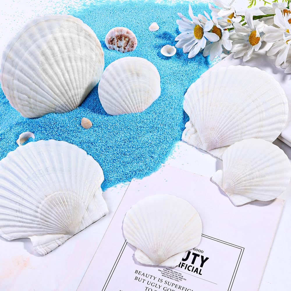 YUJUN 18PCS Large Natural Scallop Shells,2''-3'' 4''-5'' White Seashells Bulk for Crafts DIY Painting Baking and Ocean Summer Beach Wedding Home Decorations(2 Sizes Range)