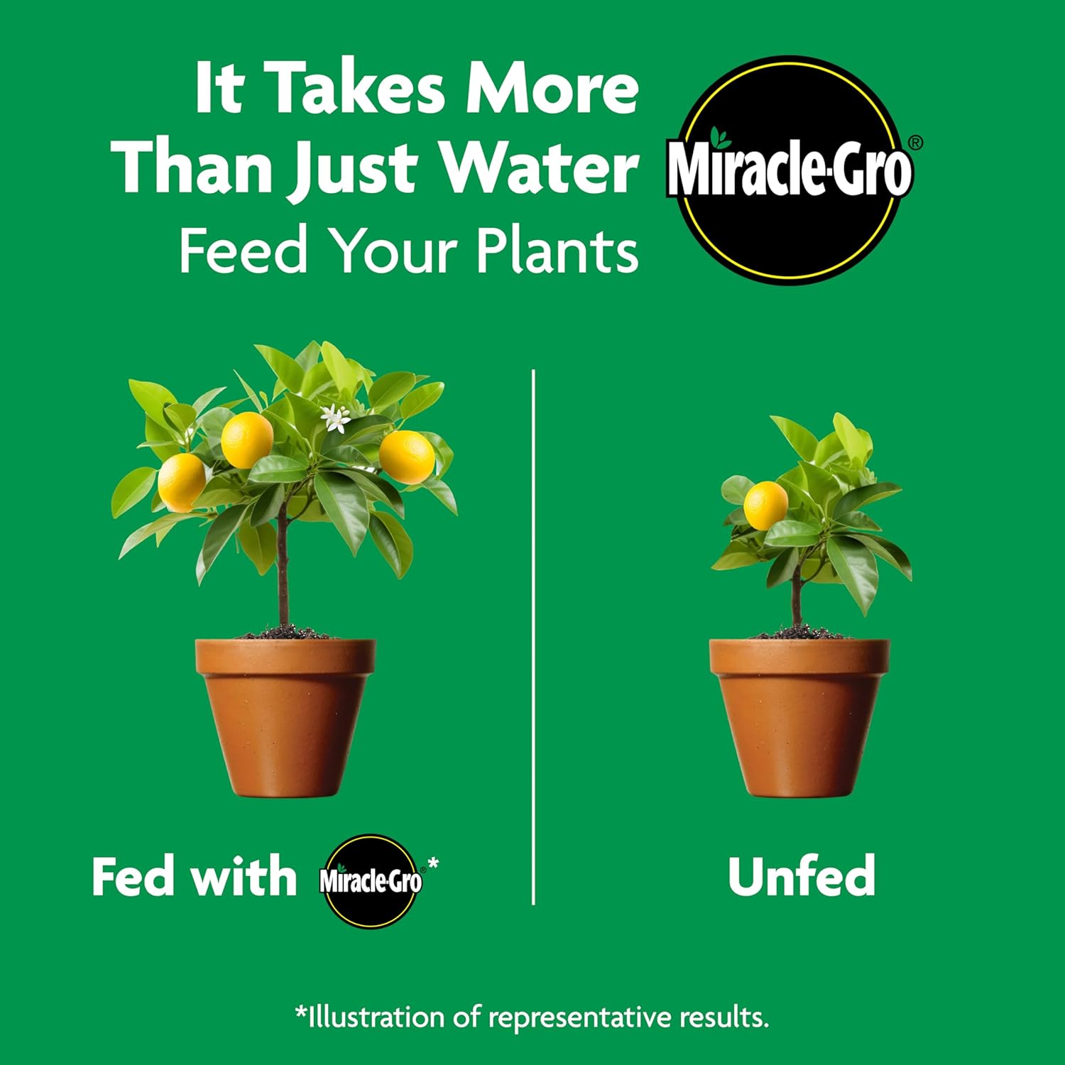 Miracle-Gro Shake 'N Feed Plant Food - Nourishes Citrus, Avocado & Mango Trees | 4.5 lbs
