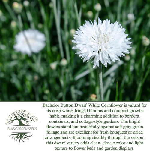 Isla’s Garden Seeds Dwarf White Bachelor Button Seeds - 200+ Non-GMO Heirloom Seeds for Easy Cottage Gardens