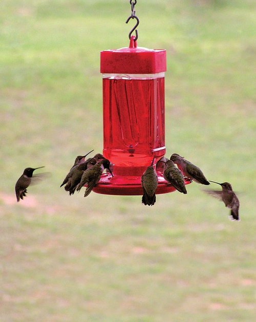 First Nature 32-Ounce Hummingbird Feeder - Easy Fill Wide-Mouth Reservoir & Two-Part Base