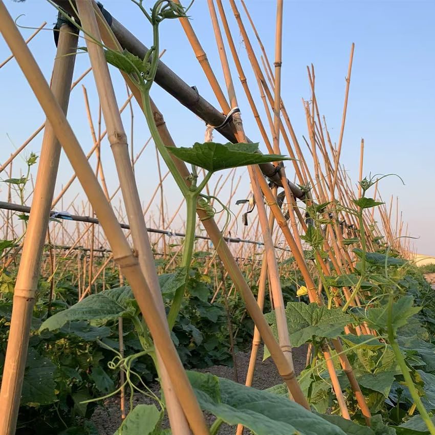 Bamboo Garden Stakes - 4 Feet Plant Support for Tomatoes, Beans, and Climbing Plants | 65 Pcs Set