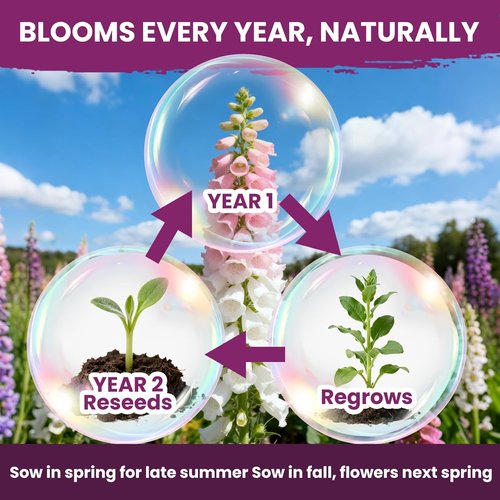 Foxglove Seeds - Perennial Mixed Colors, 200,000+ Bulk Pack for Easy Home Gardening | Attract Hummingbirds & Bees