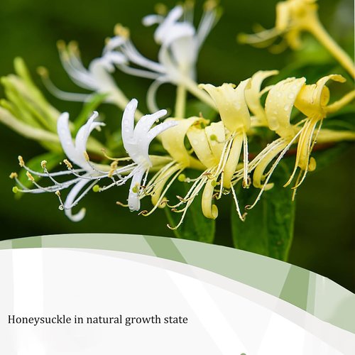 4.23Oz/120g Honeysuckle Buds Organic, 100% Pure Natural Honey Suckle Buds- Hand-Picked and Naturally Dried Honeysuckle Buds (1 Bag)