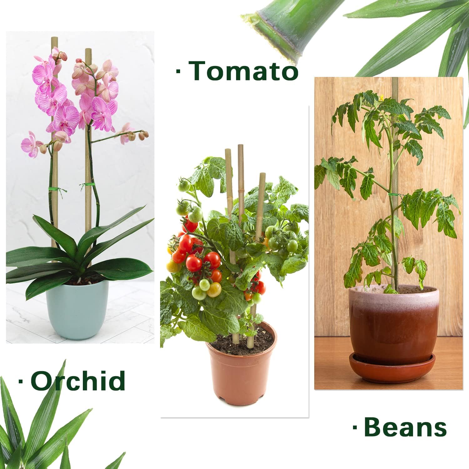 BOVITRO 12-Inch Natural Bamboo Plant Stakes - 20 Pcs Support for Tomatoes, Beans & Potted Plants