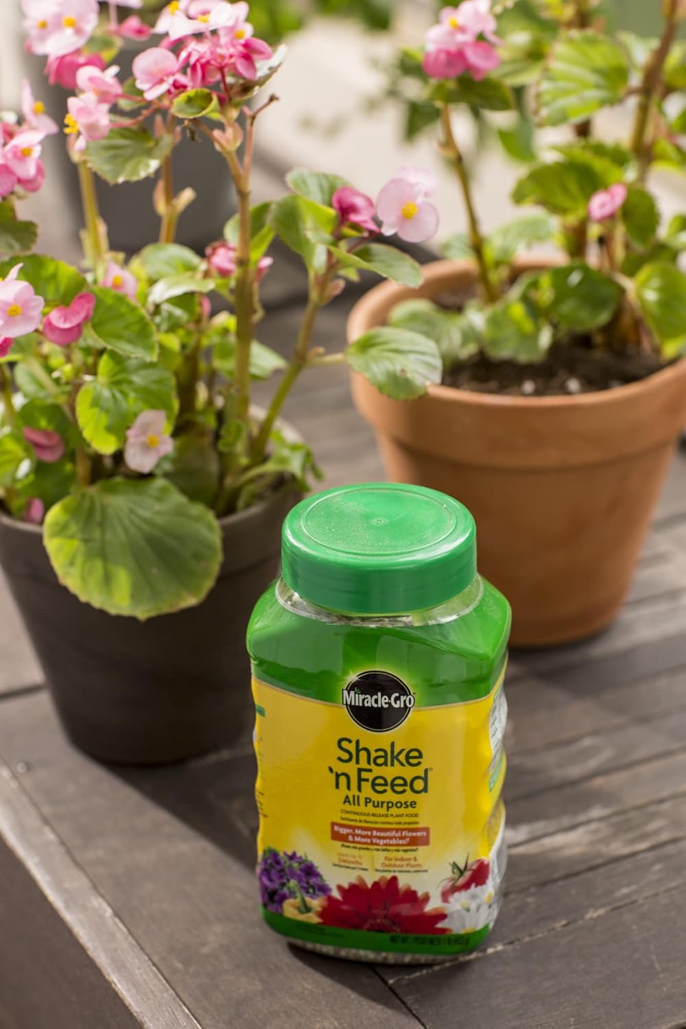 Miracle-Gro All Purpose Plant Food - Continuous Release Fertilizer, 1-Pound for Thriving Plants