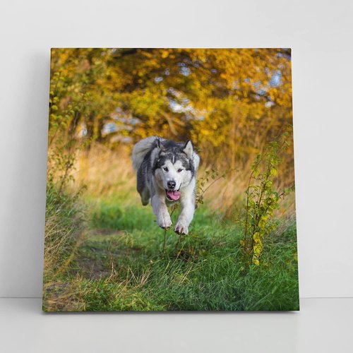 Framed Canvas Prints - Personalized Photo Wall Art | Custom Paper Poster Available