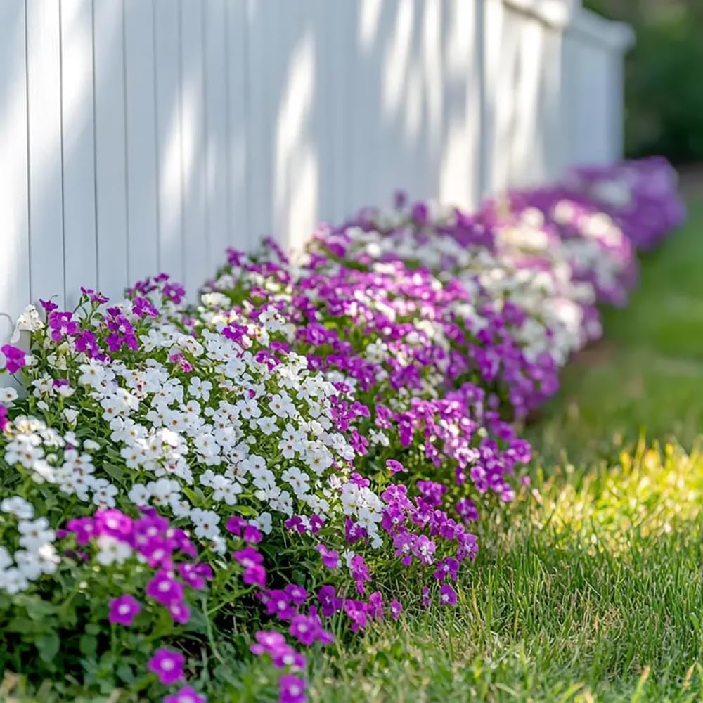 Skiennix Sweet Alyssum Seeds - 200+ Mix Groundcover Flowers for Vibrant Garden Planting