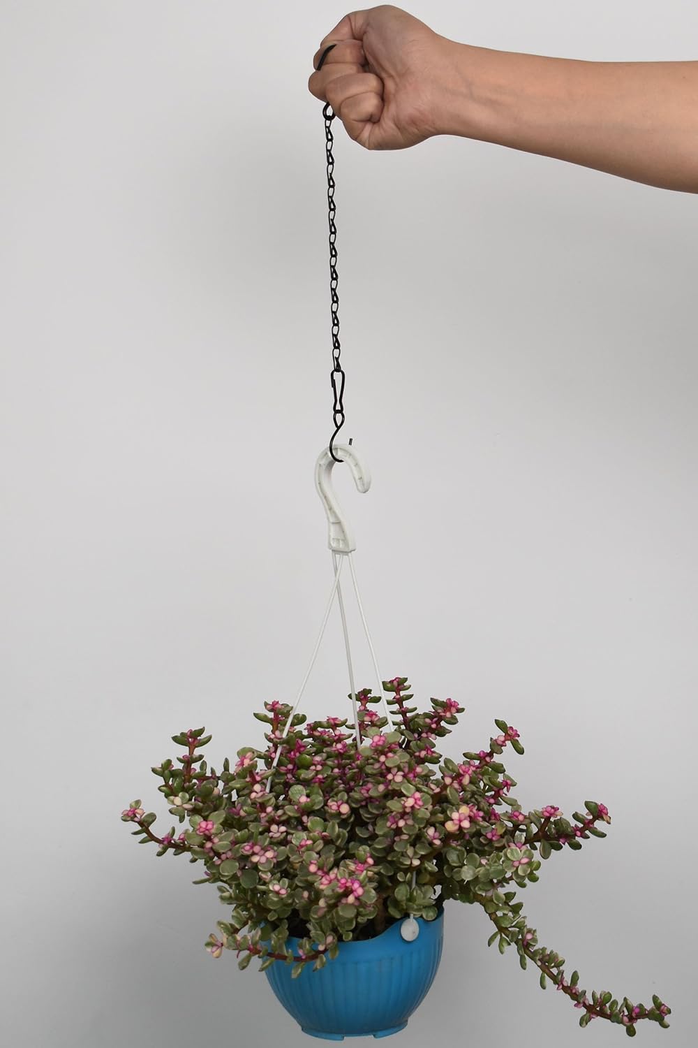 Skiennix Hanging Plant Chain - 11 Inch Black Basket Hooks for Bird Feeders & Wind Chimes | 6 Pack