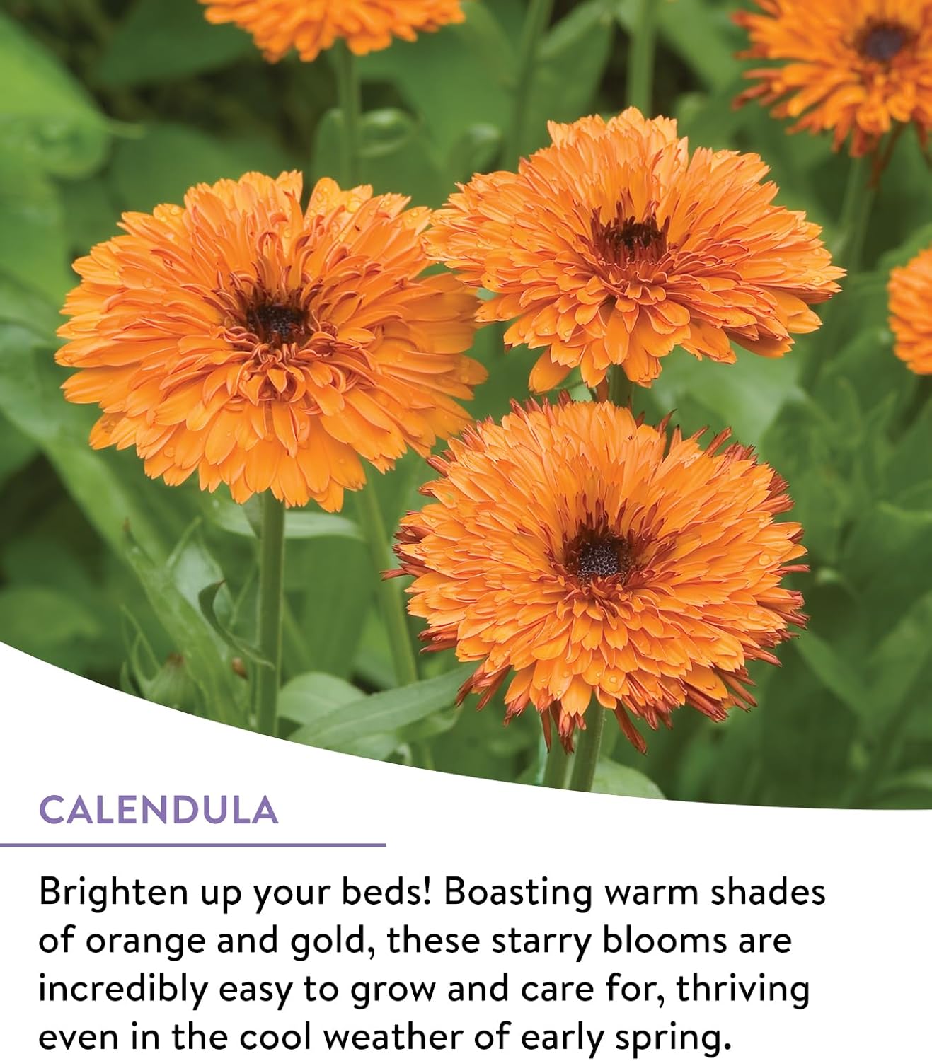 Burpee Wildflower Seeds - 25,000 Bulk Non-GMO Flower Seeds for Pollinator Garden | 18 Varieties