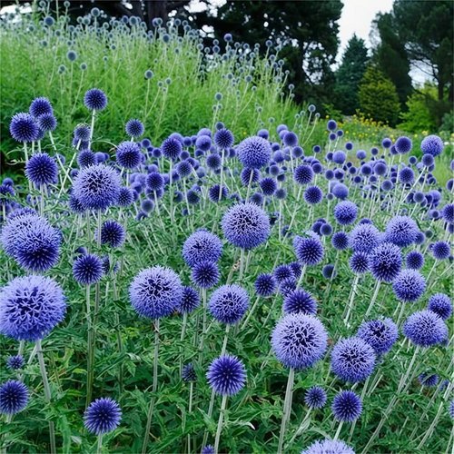 Echinops Ritro Blue Globe Thistle Seeds - 25+ Premium Southern Globethistle Flowers for Garden Planting