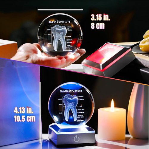 3D Human Tooth Crystal Ball - Anatomical Model Keepsake for Dentists | 3.15 in. with LED Light Base