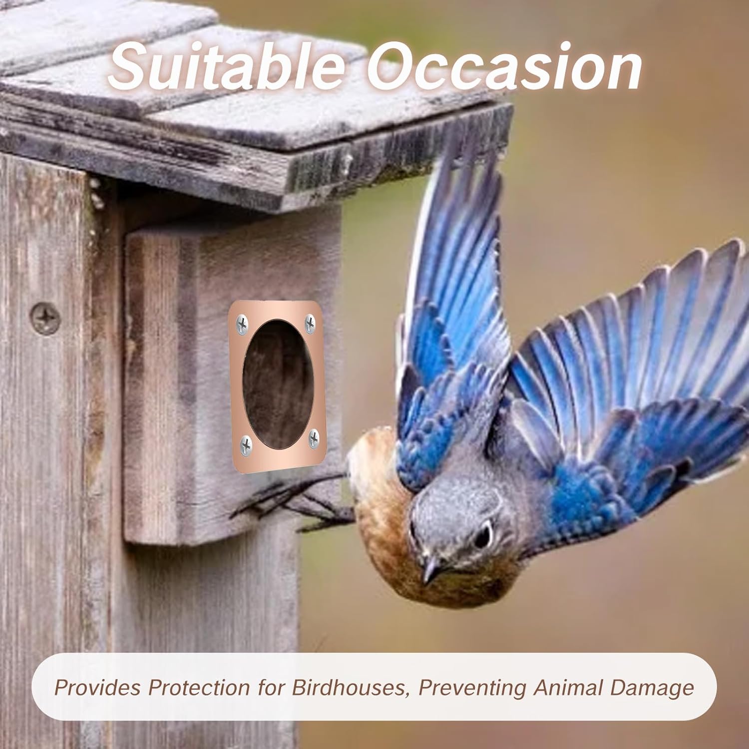 Skiennix Birdhouse Predator Guard - Copper Metal Protector for Eastern Bluebirds | 1.5-Inch Hole